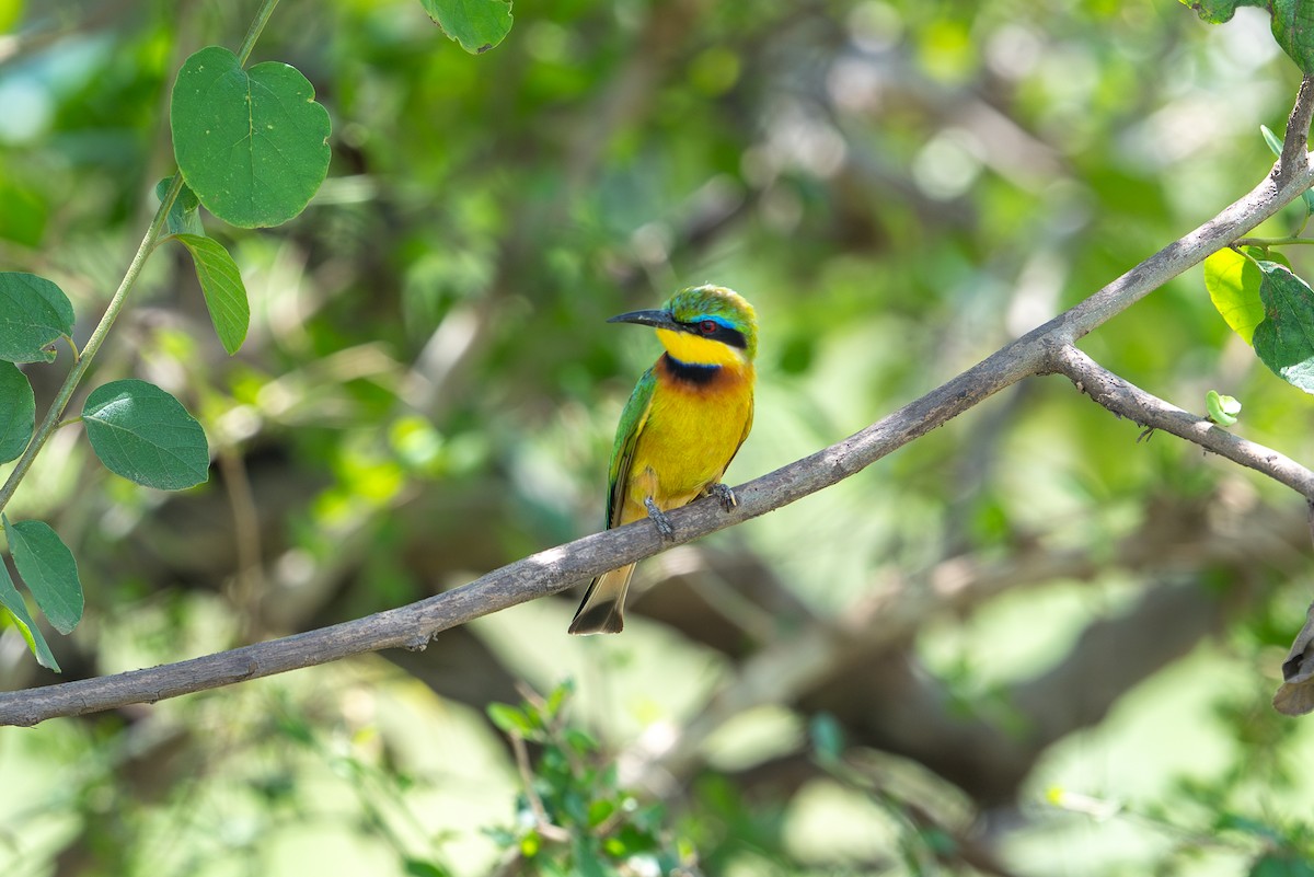 Little Bee-eater - ML641962171