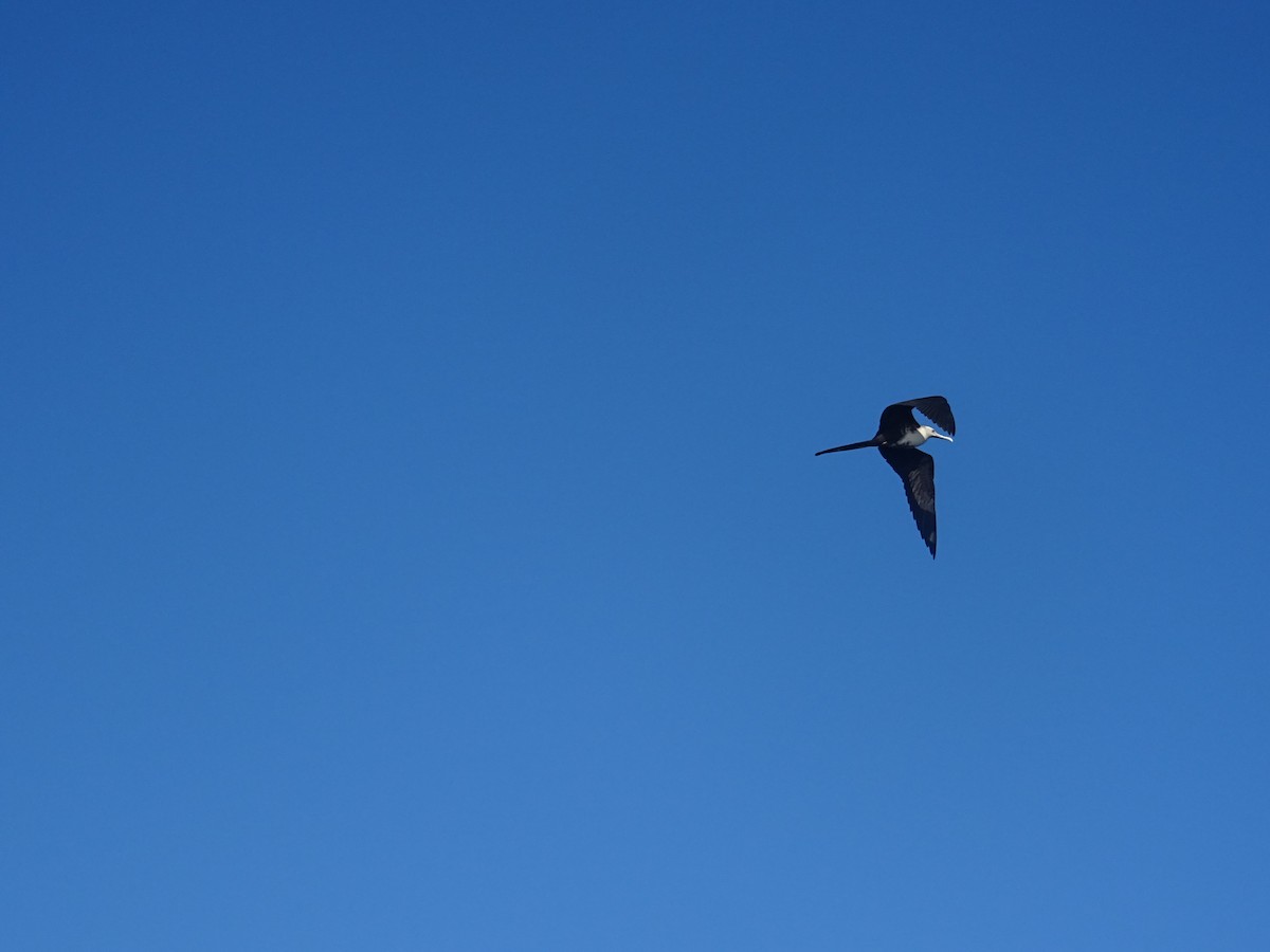 Magnificent Frigatebird - ML641962216