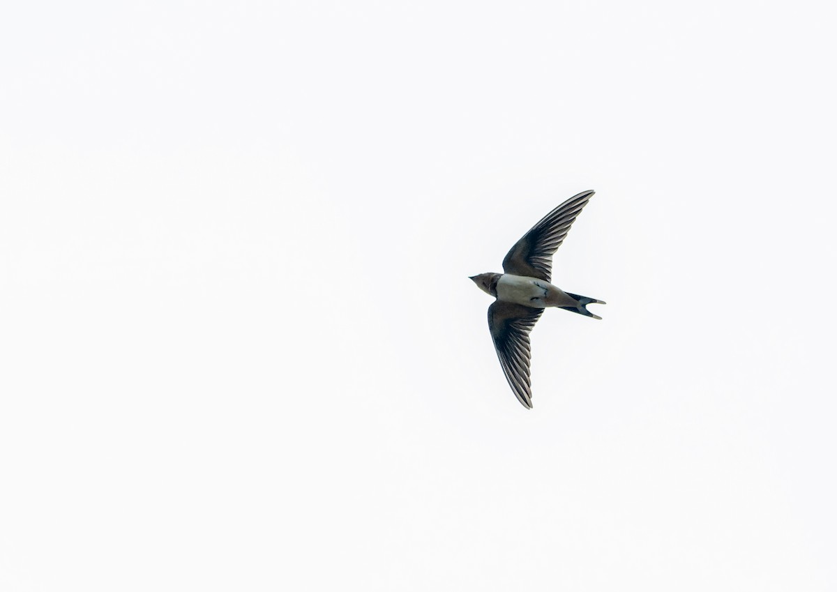 Barn Swallow - ML641962241
