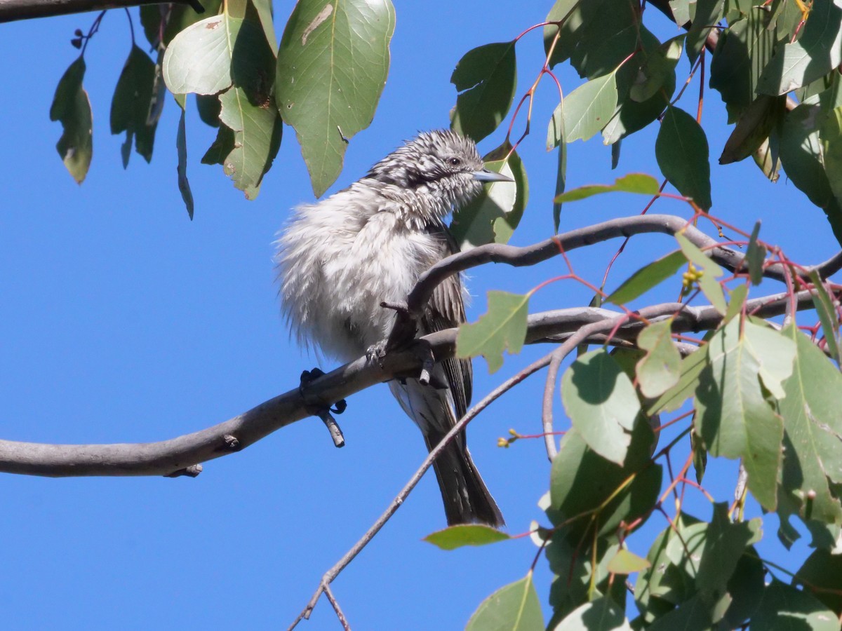 Striped Honeyeater - ML641962258
