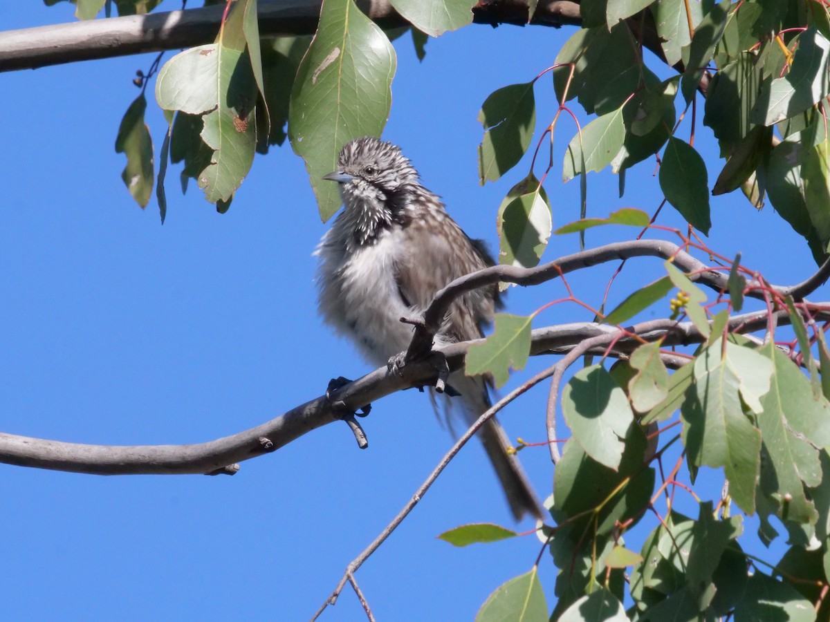 Striped Honeyeater - ML641962259