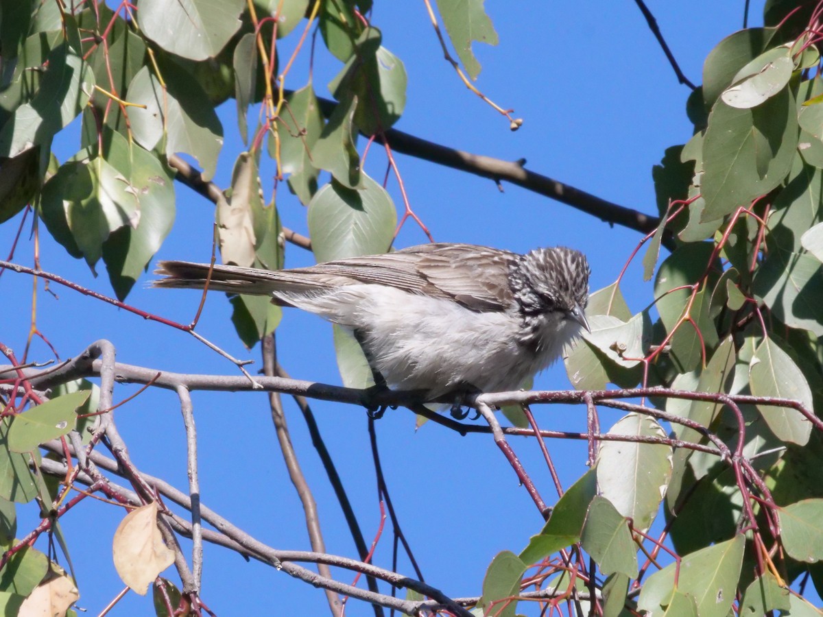 Striped Honeyeater - ML641962260