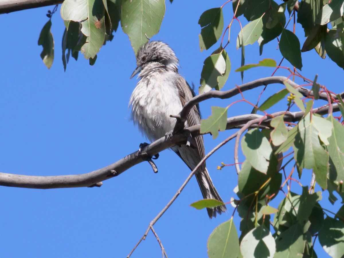 Striped Honeyeater - ML641962261
