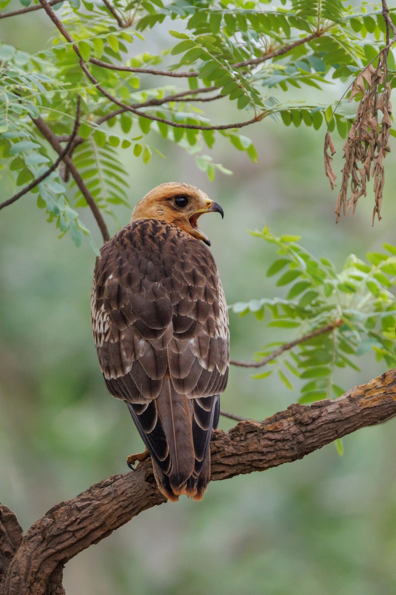 White-eyed Buzzard - ML641962266