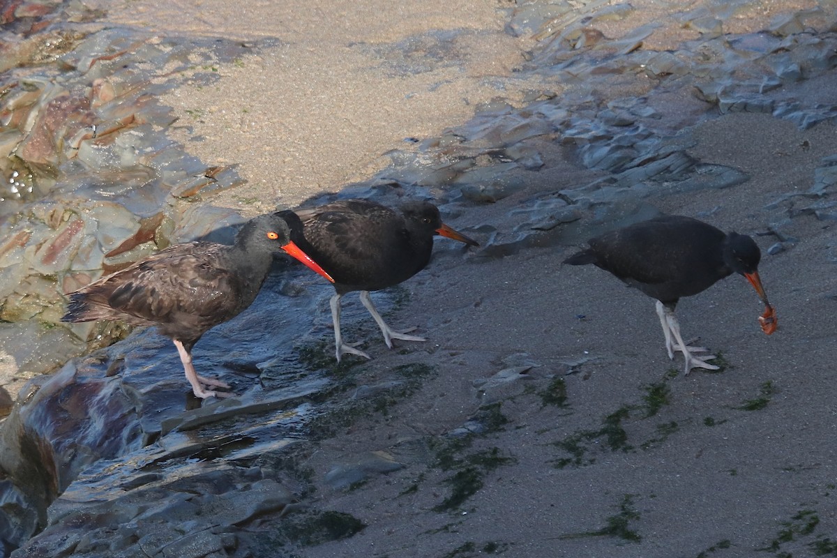 Black Oystercatcher - ML641962275
