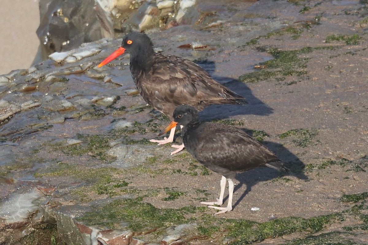 Black Oystercatcher - ML641962281