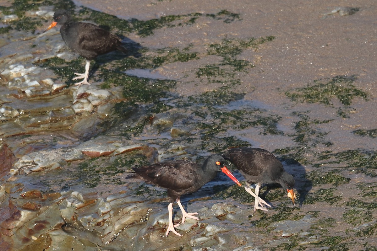 Black Oystercatcher - ML641962284