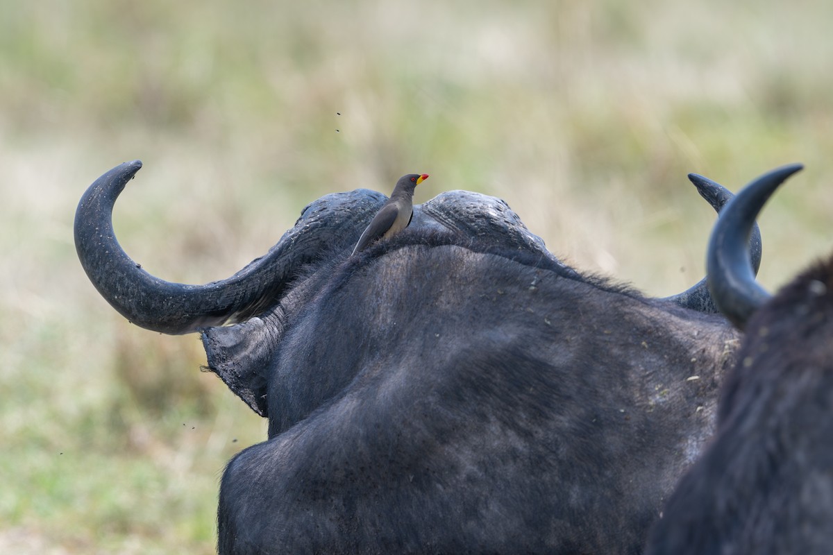 Yellow-billed Oxpecker - ML641962288