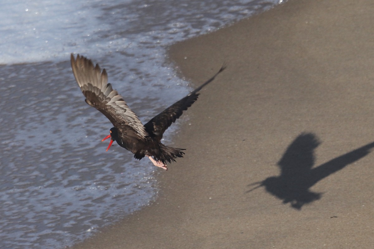 Black Oystercatcher - ML641962289