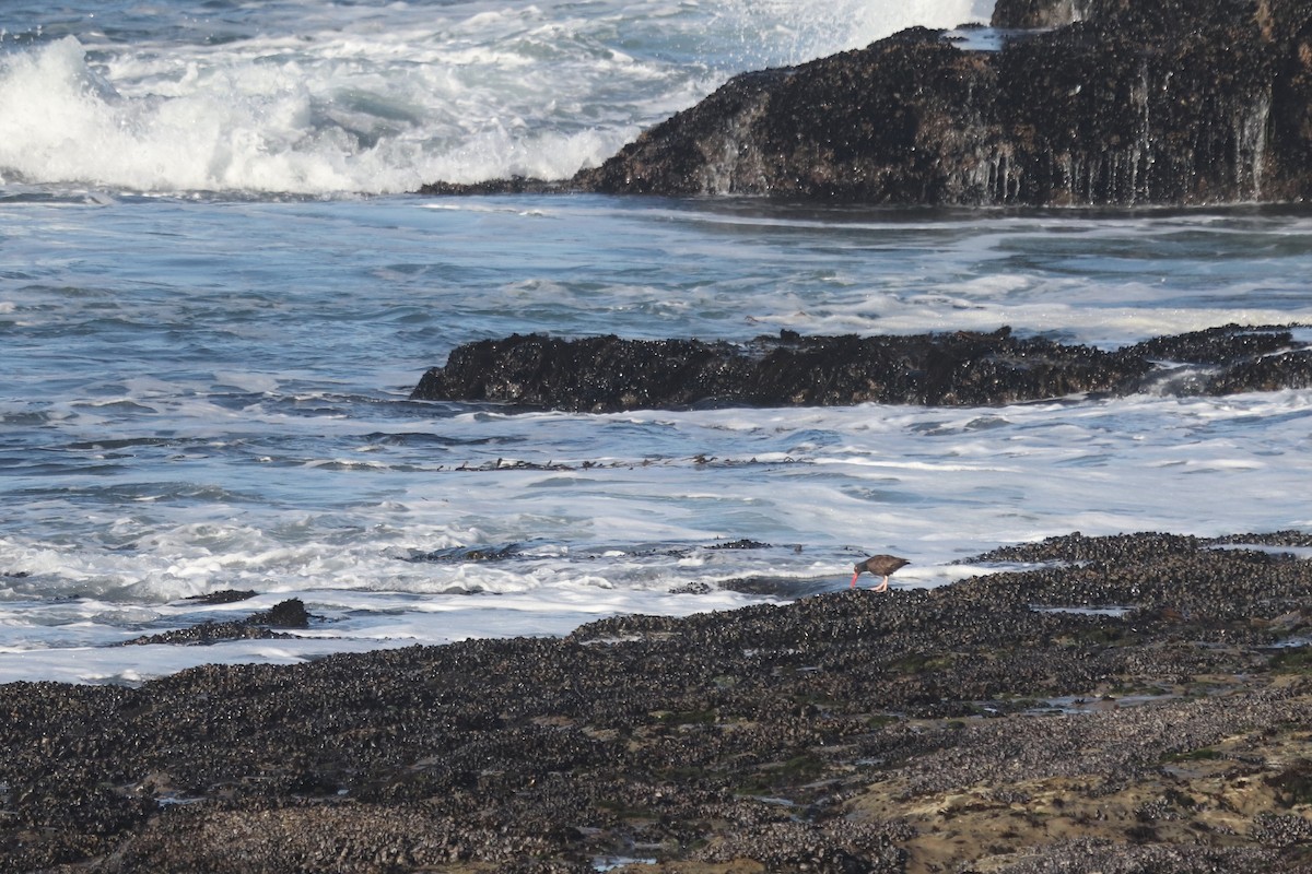 Black Oystercatcher - ML641962291