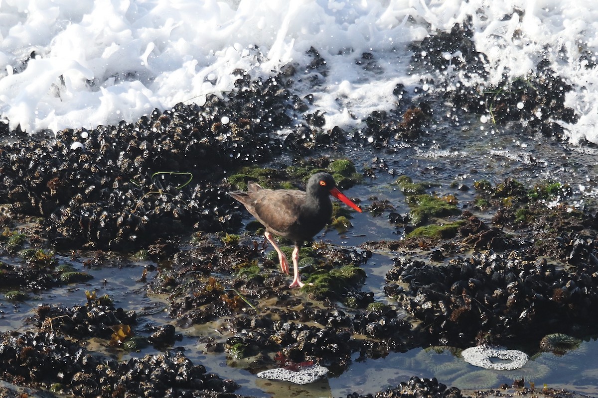 Black Oystercatcher - ML641962295