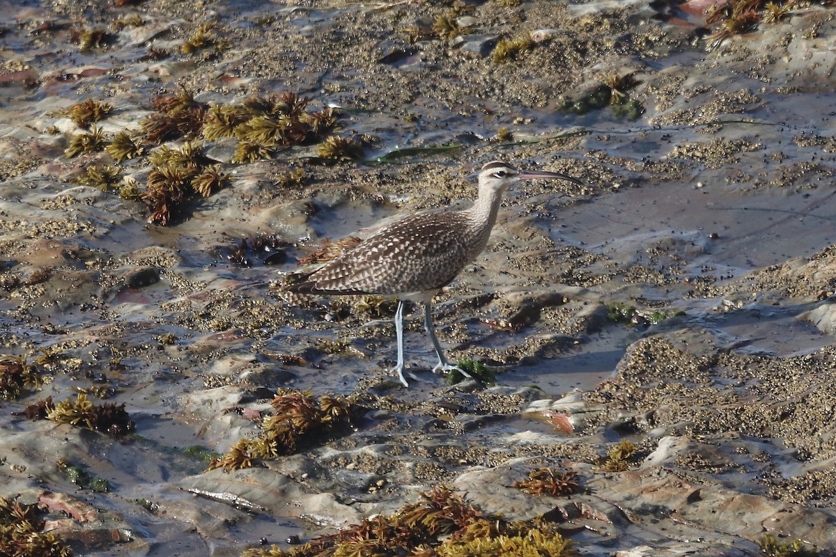 Whimbrel (Hudsonian) - ML641962299