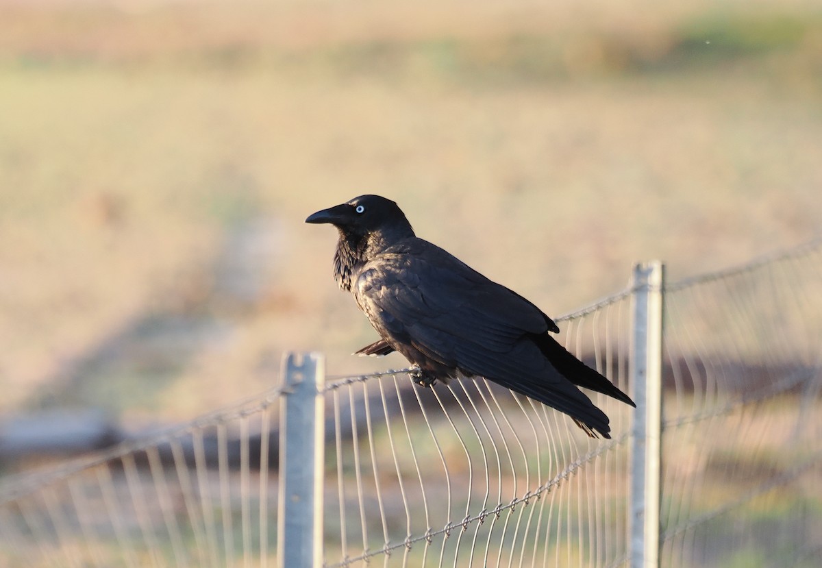 Australian Raven - ML641962300