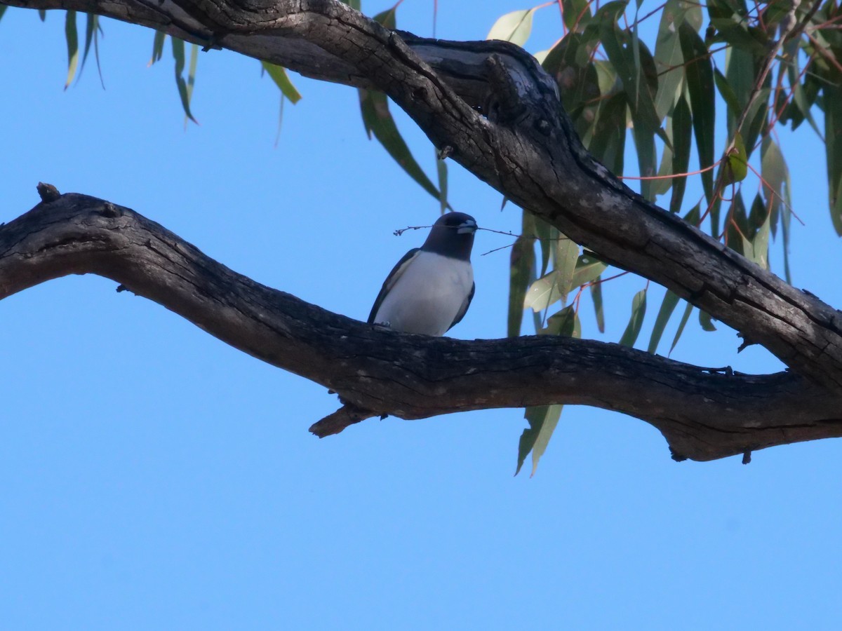 White-breasted Woodswallow - ML641962302