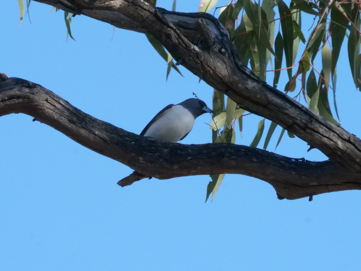 White-breasted Woodswallow - ML641962303