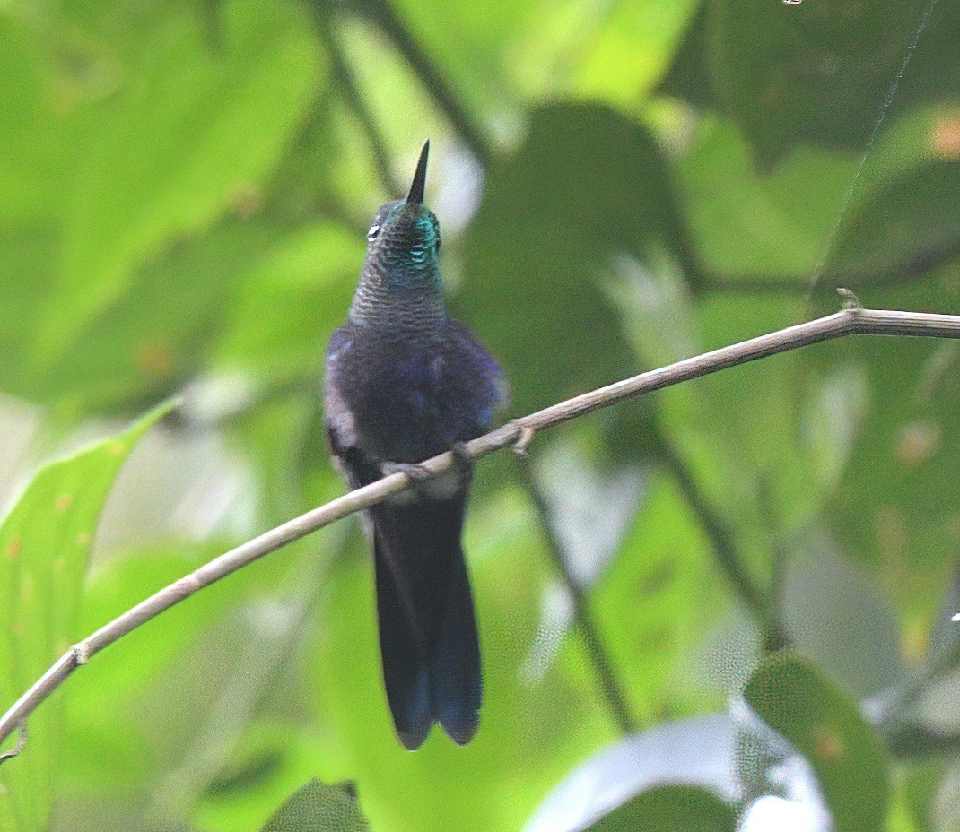 Fork-tailed Woodnymph - ML641962307