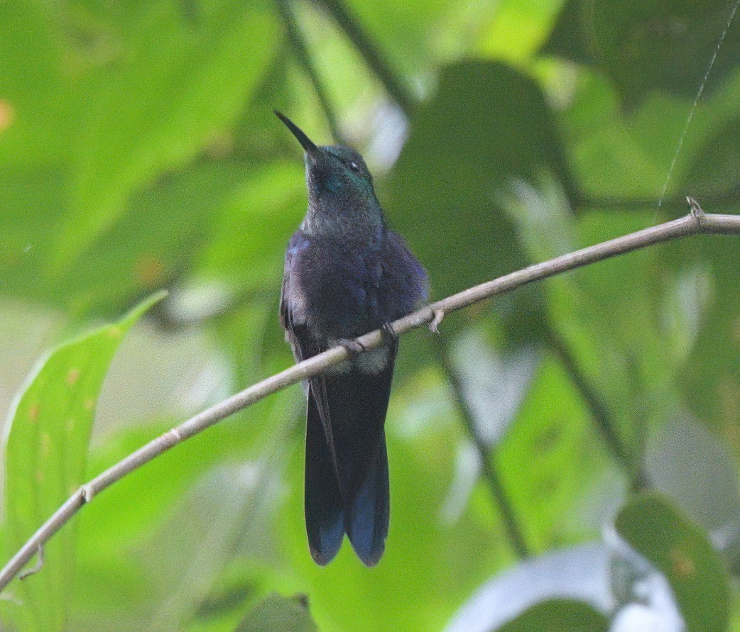Fork-tailed Woodnymph - ML641962308