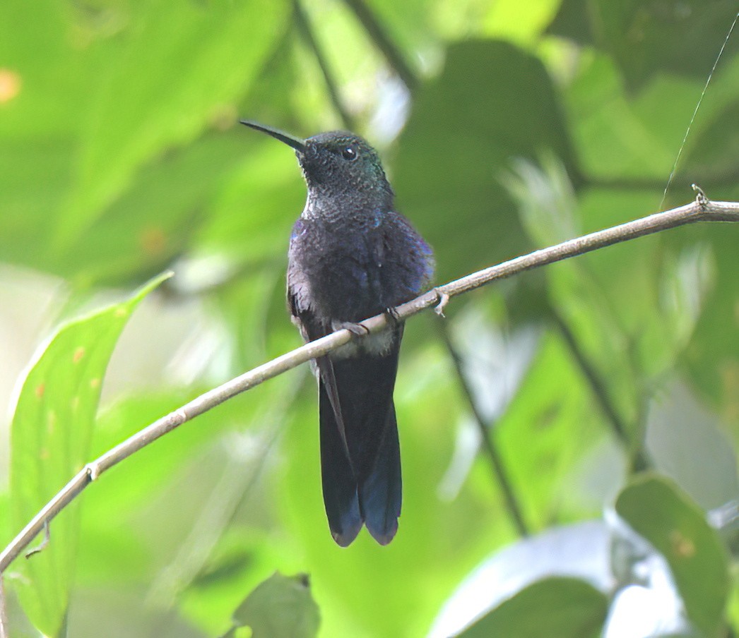 Fork-tailed Woodnymph - ML641962309