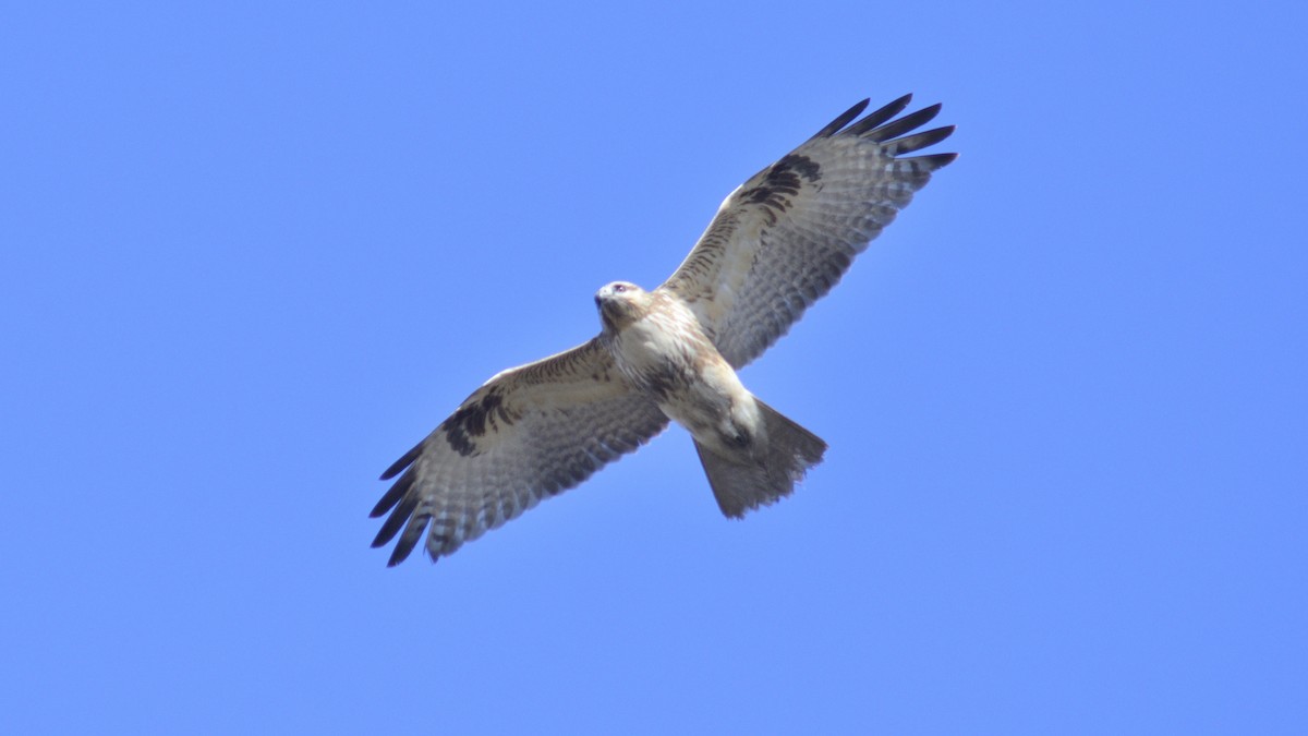 ノスリ - ML641962321