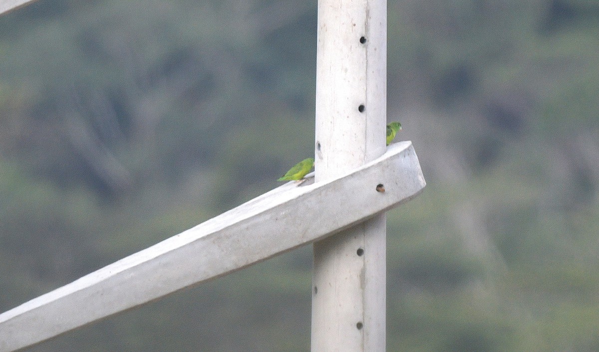 Riparian Parrotlet - ML641962323