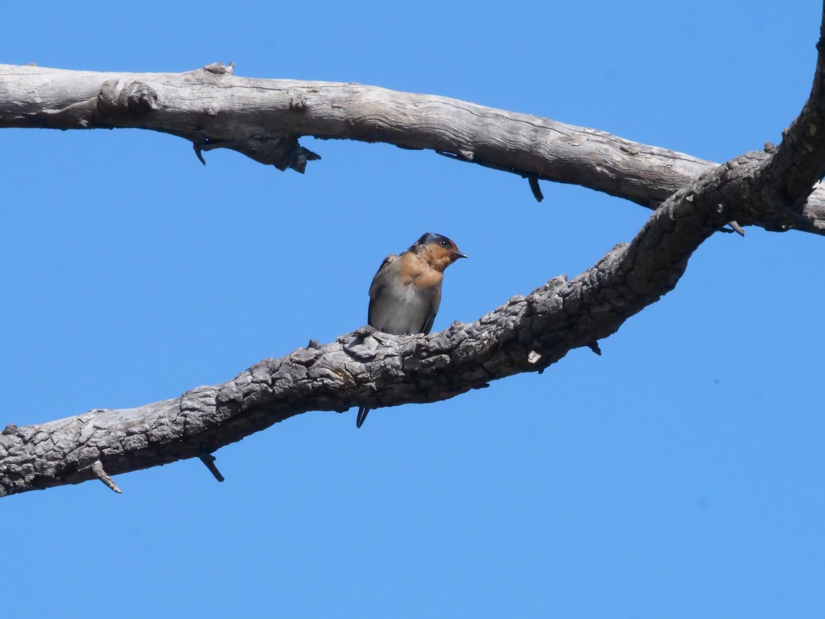 Welcome Swallow - ML641962332