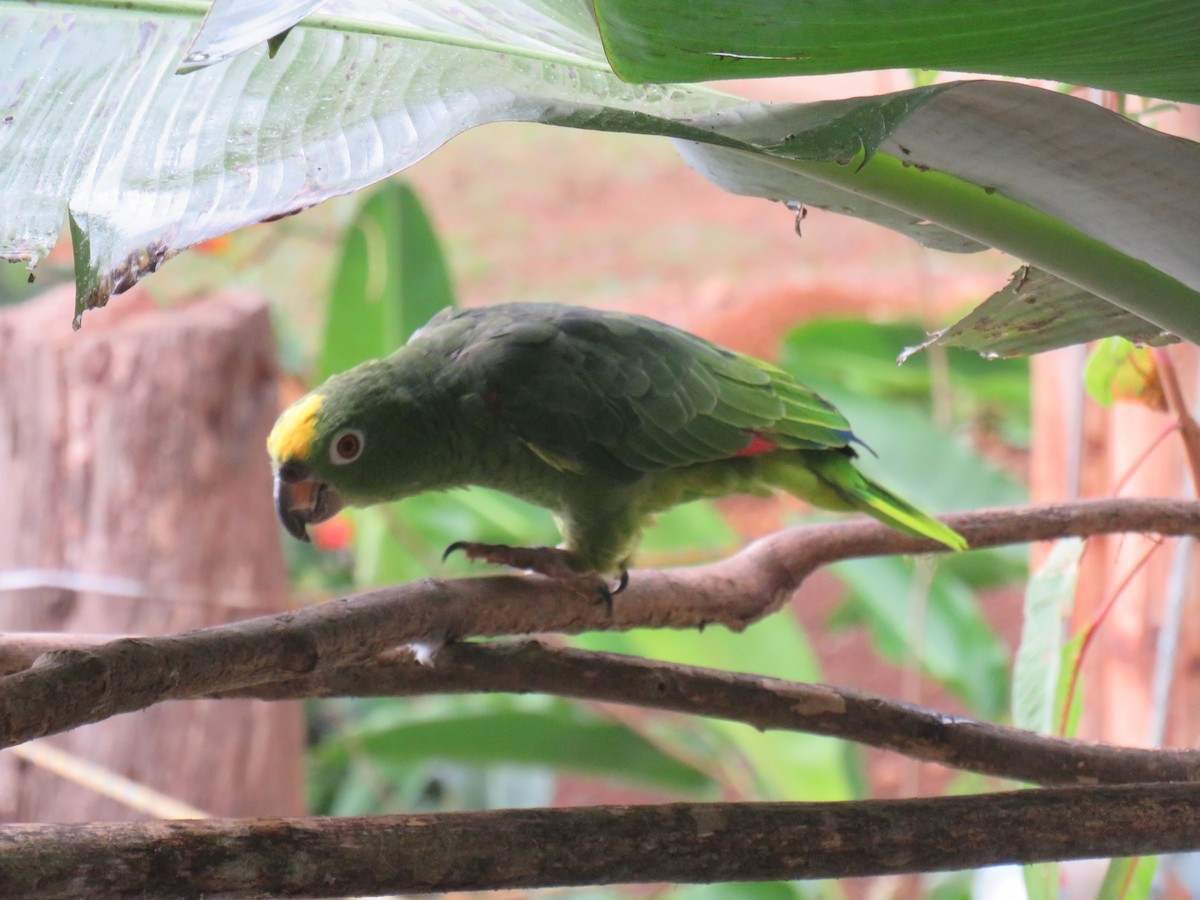 キビタイボウシインコ - ML641962334