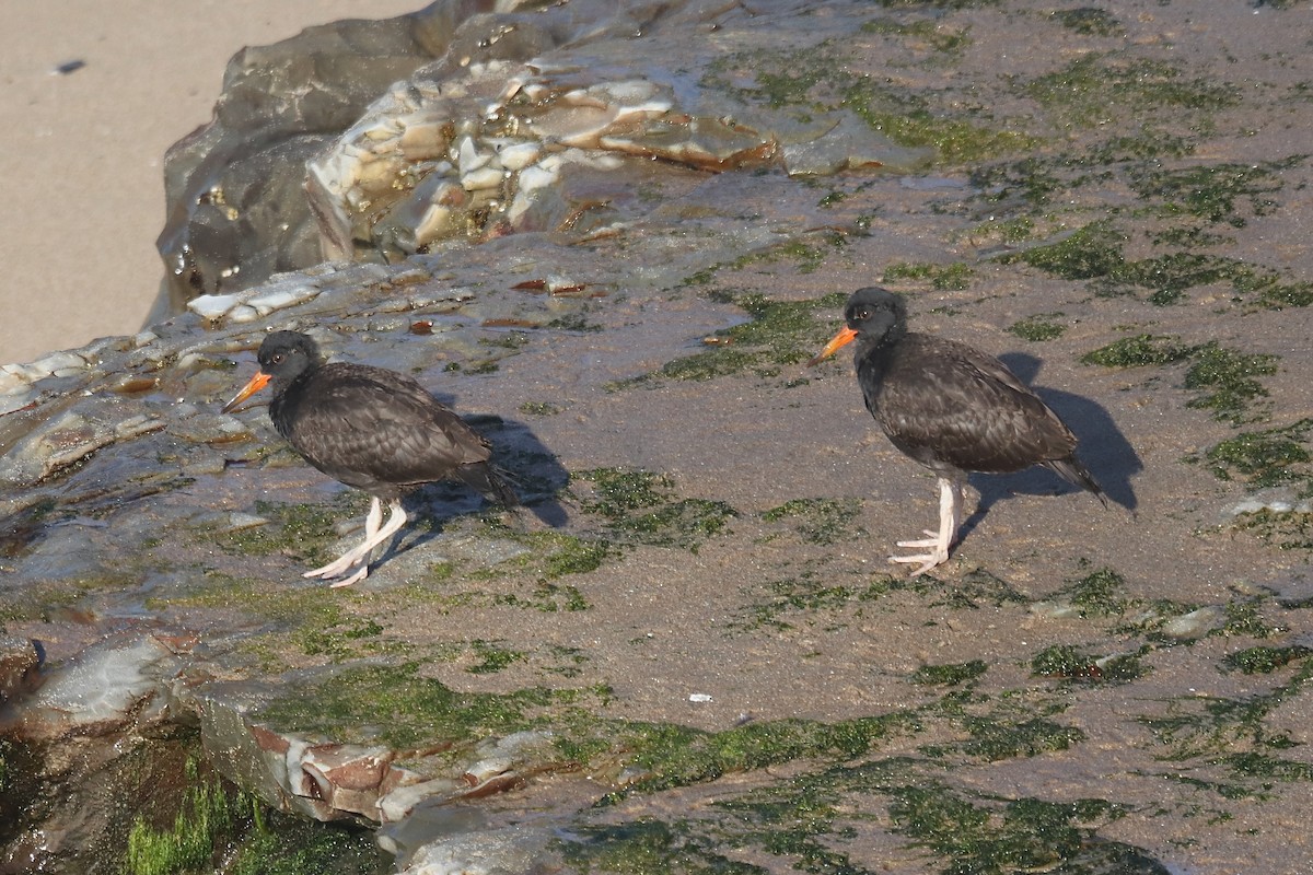 Black Oystercatcher - ML641962345