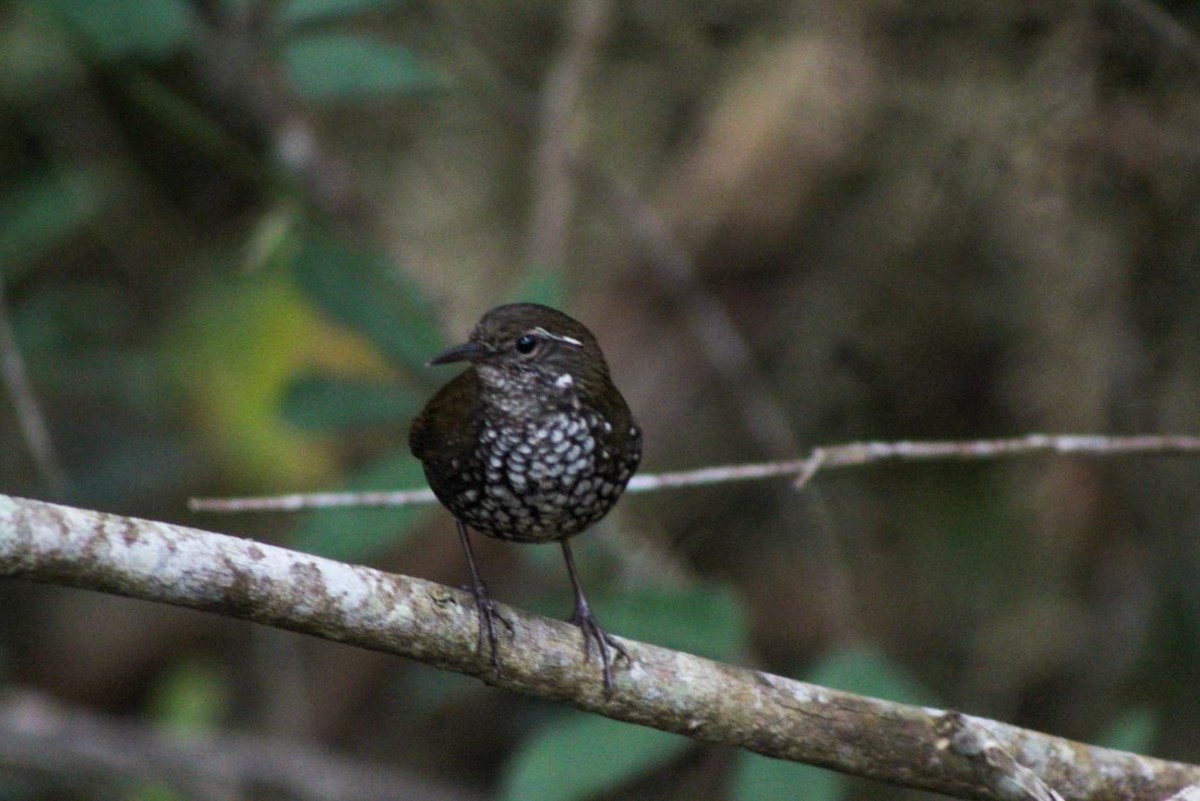 Sharp-tailed Streamcreeper - ML641962365