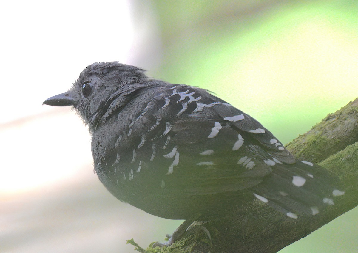 Common Scale-backed Antbird - ML641962370