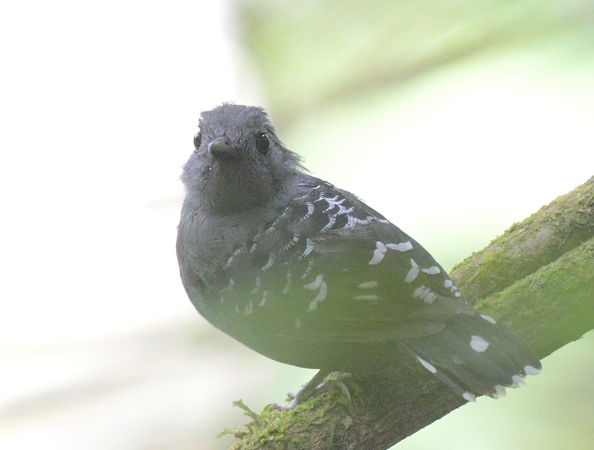 Common Scale-backed Antbird - ML641962371
