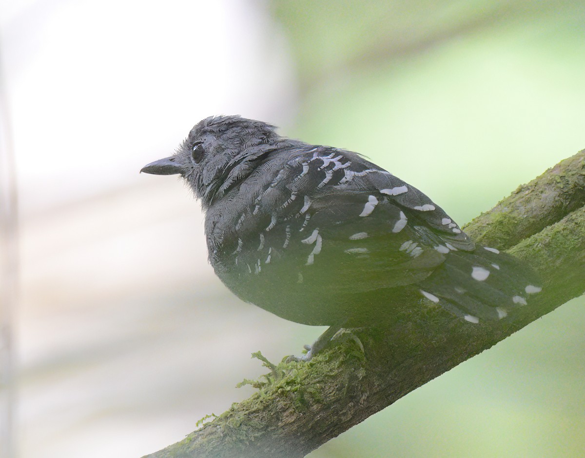Common Scale-backed Antbird - ML641962372