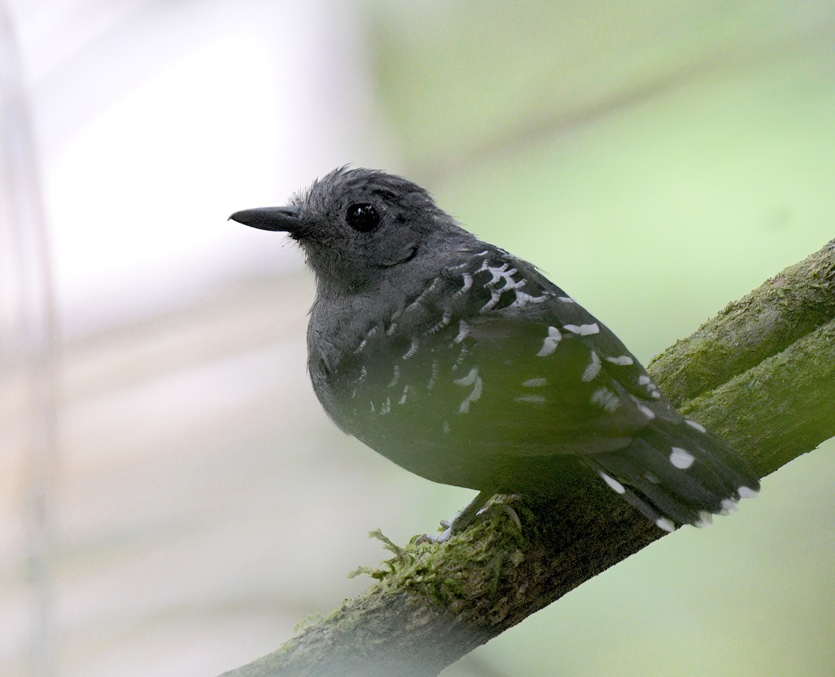 Common Scale-backed Antbird - ML641962373