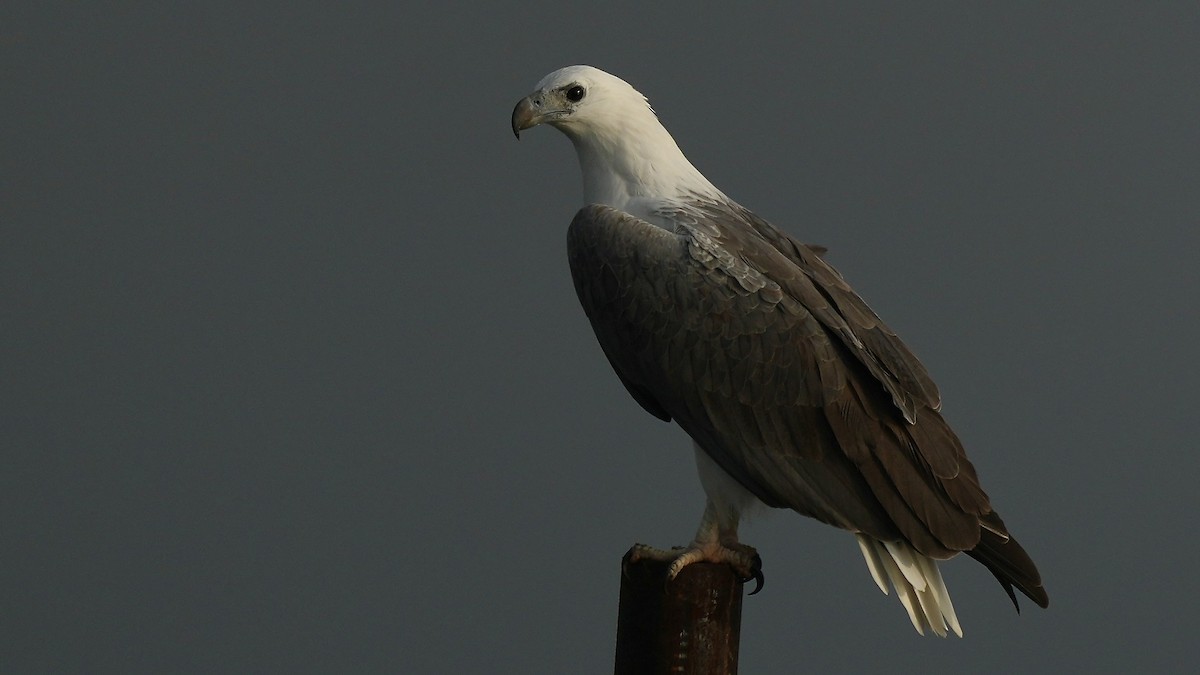 White-bellied Sea-Eagle - ML641962377