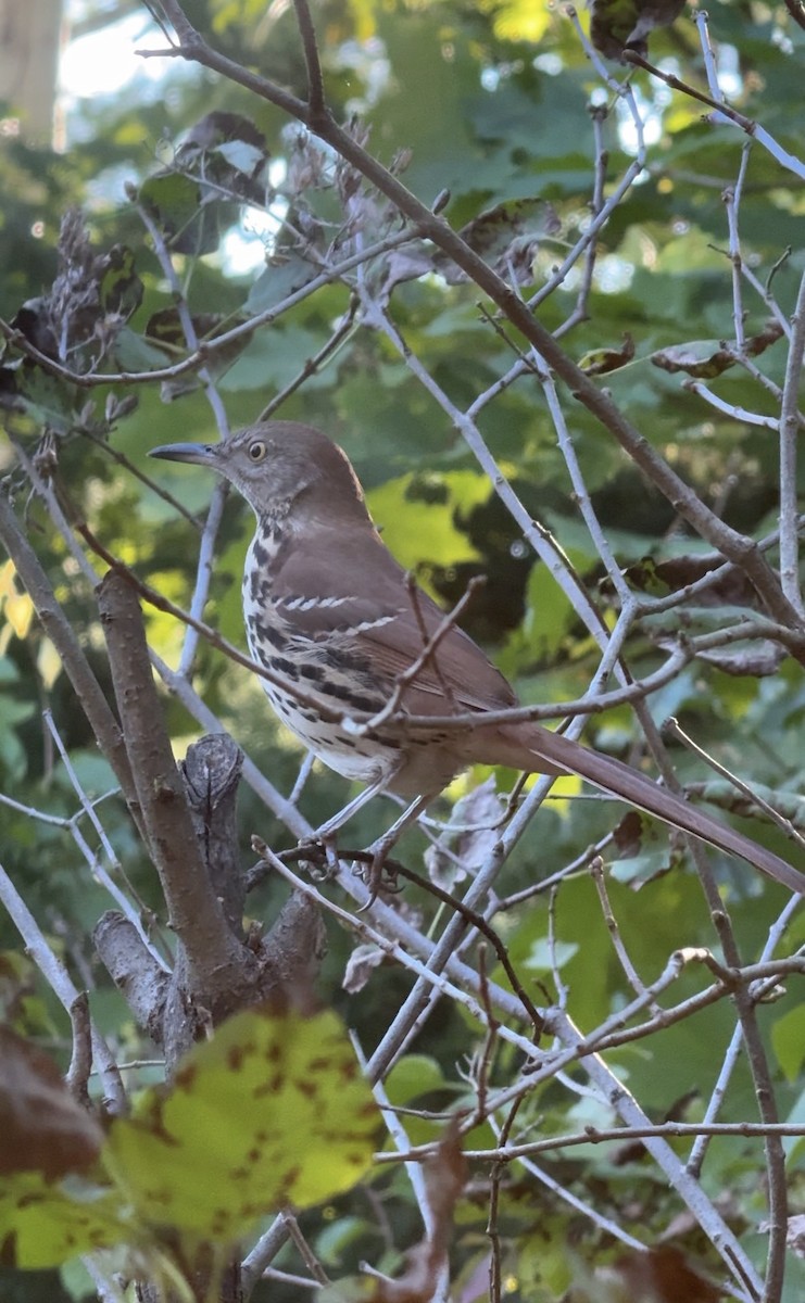 Brown Thrasher - ML641962383
