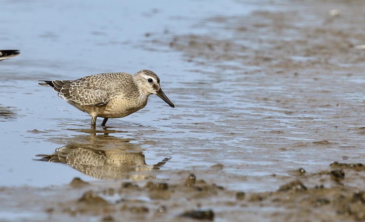 Шармаг элсэг - ML641962386