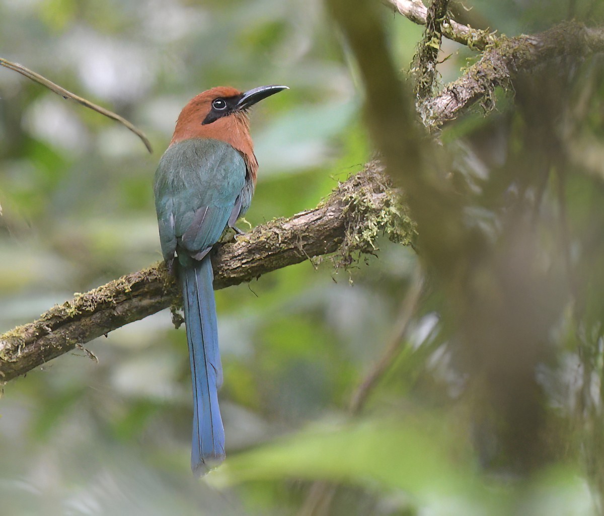 Broad-billed Motmot - ML641962399