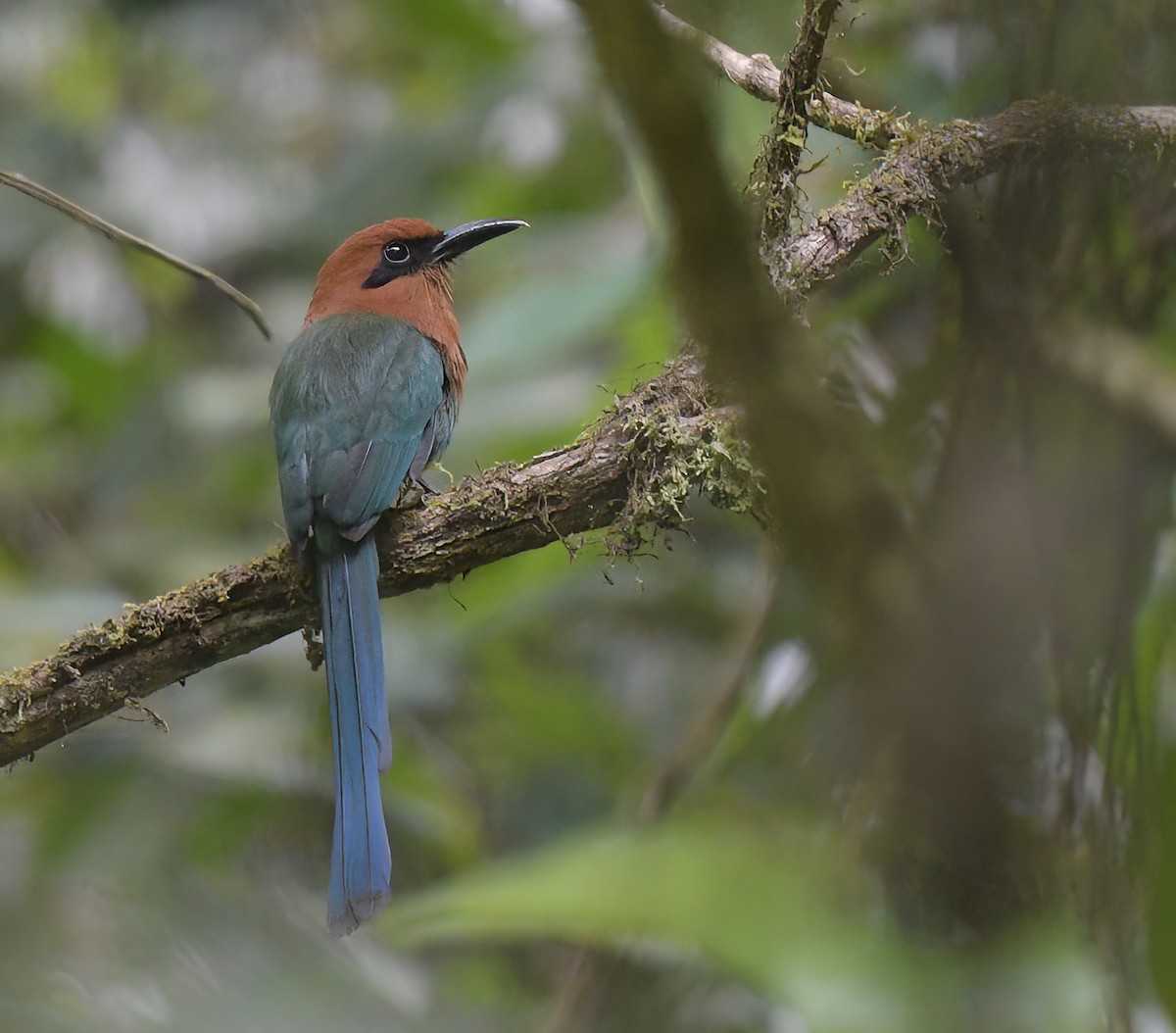 Broad-billed Motmot - ML641962400