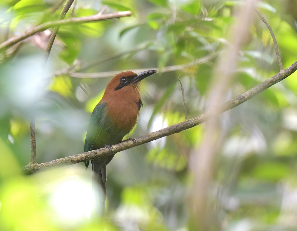 Broad-billed Motmot - ML641962401