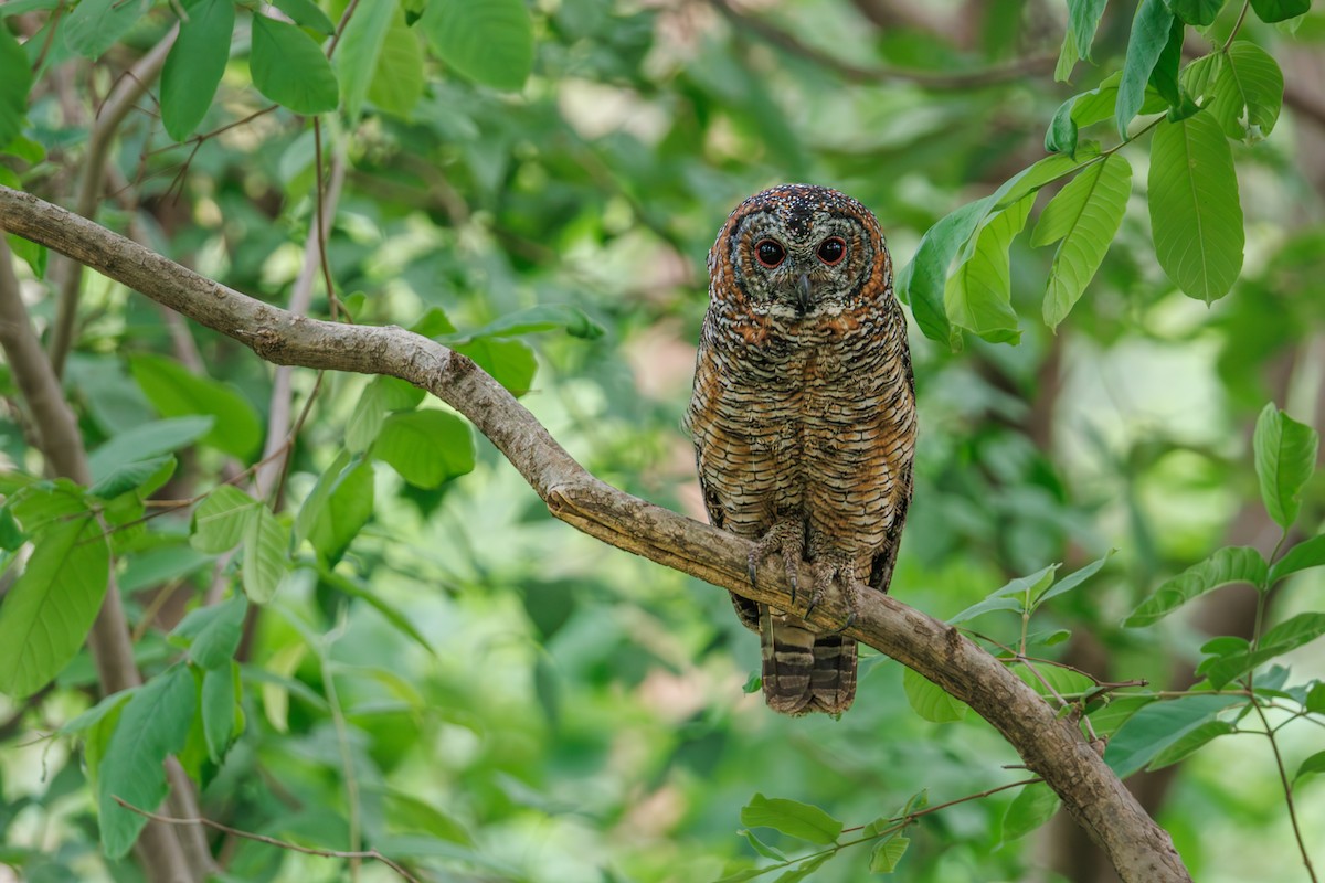 Mottled Wood-Owl - ML641962402