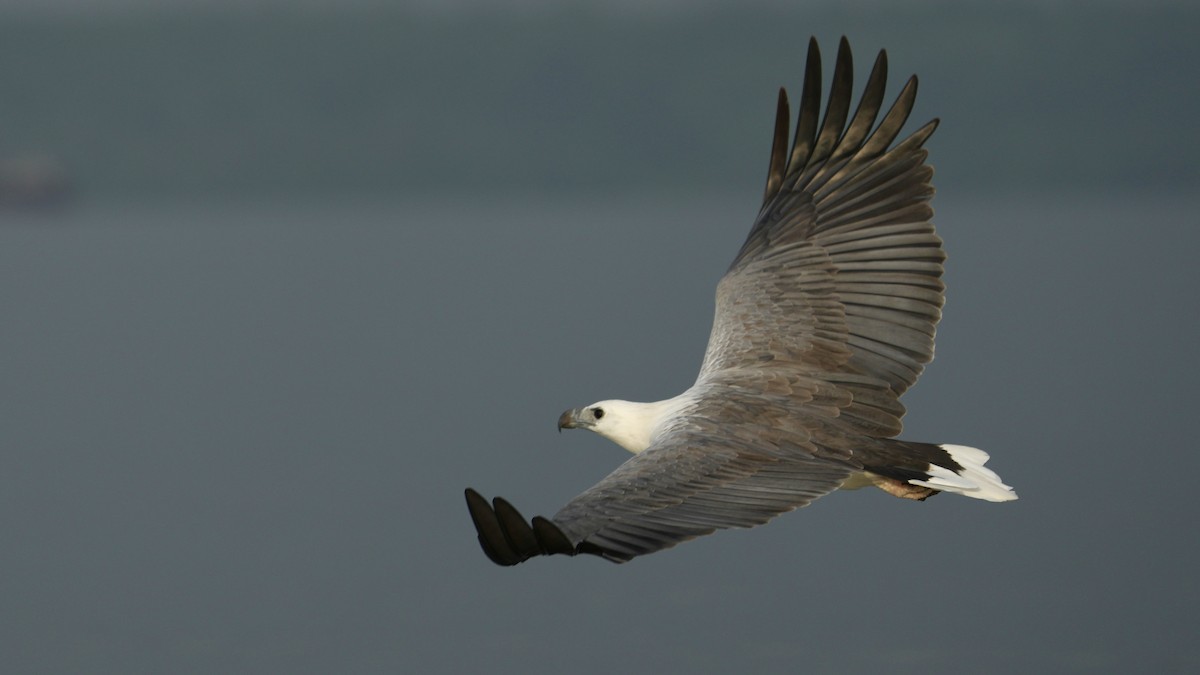 White-bellied Sea-Eagle - ML641962411