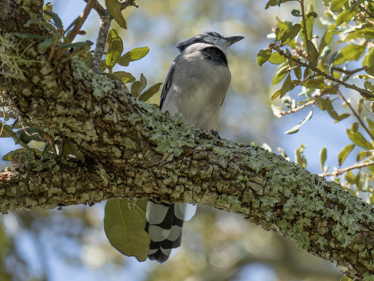 Blue Jay - ML641962415