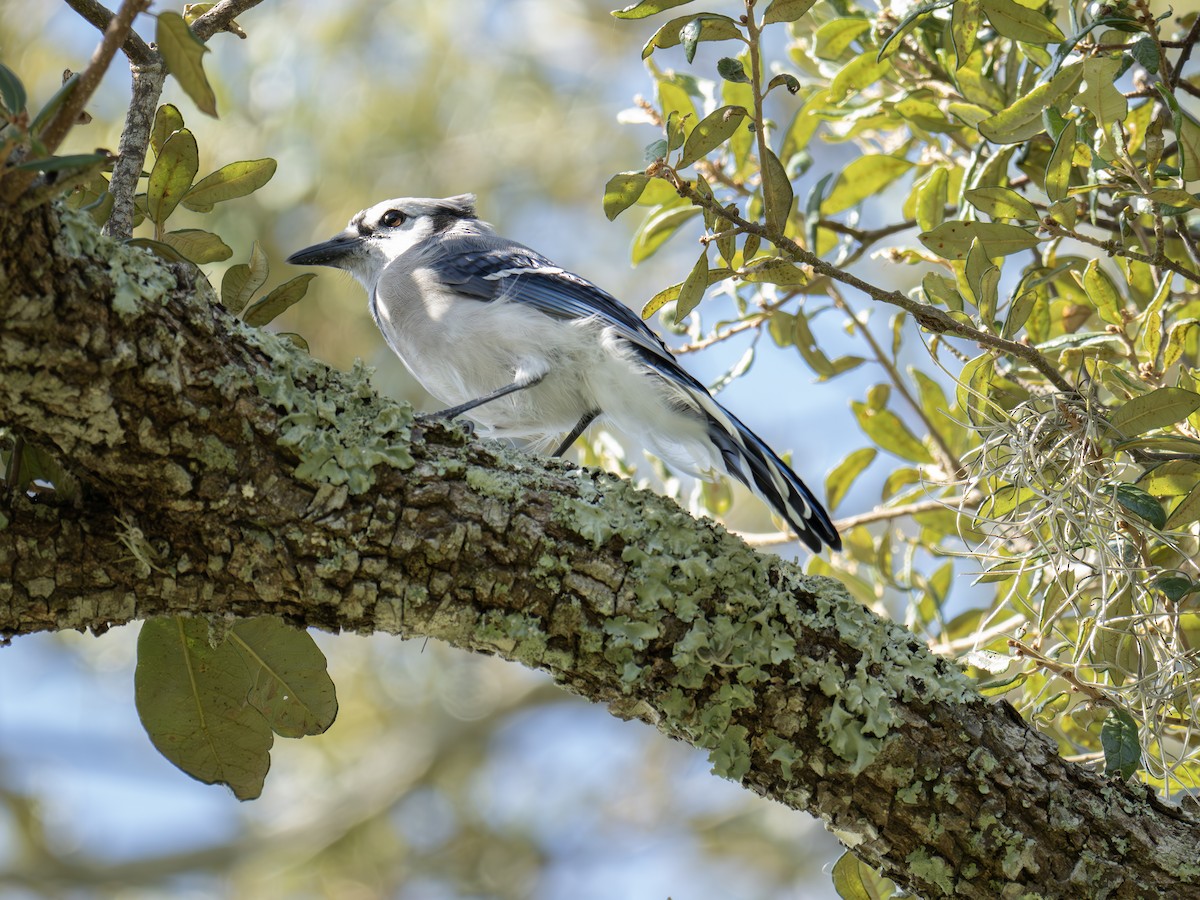 Blue Jay - ML641962416