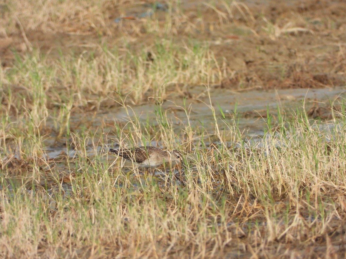 Bruchwasserläufer - ML641962422