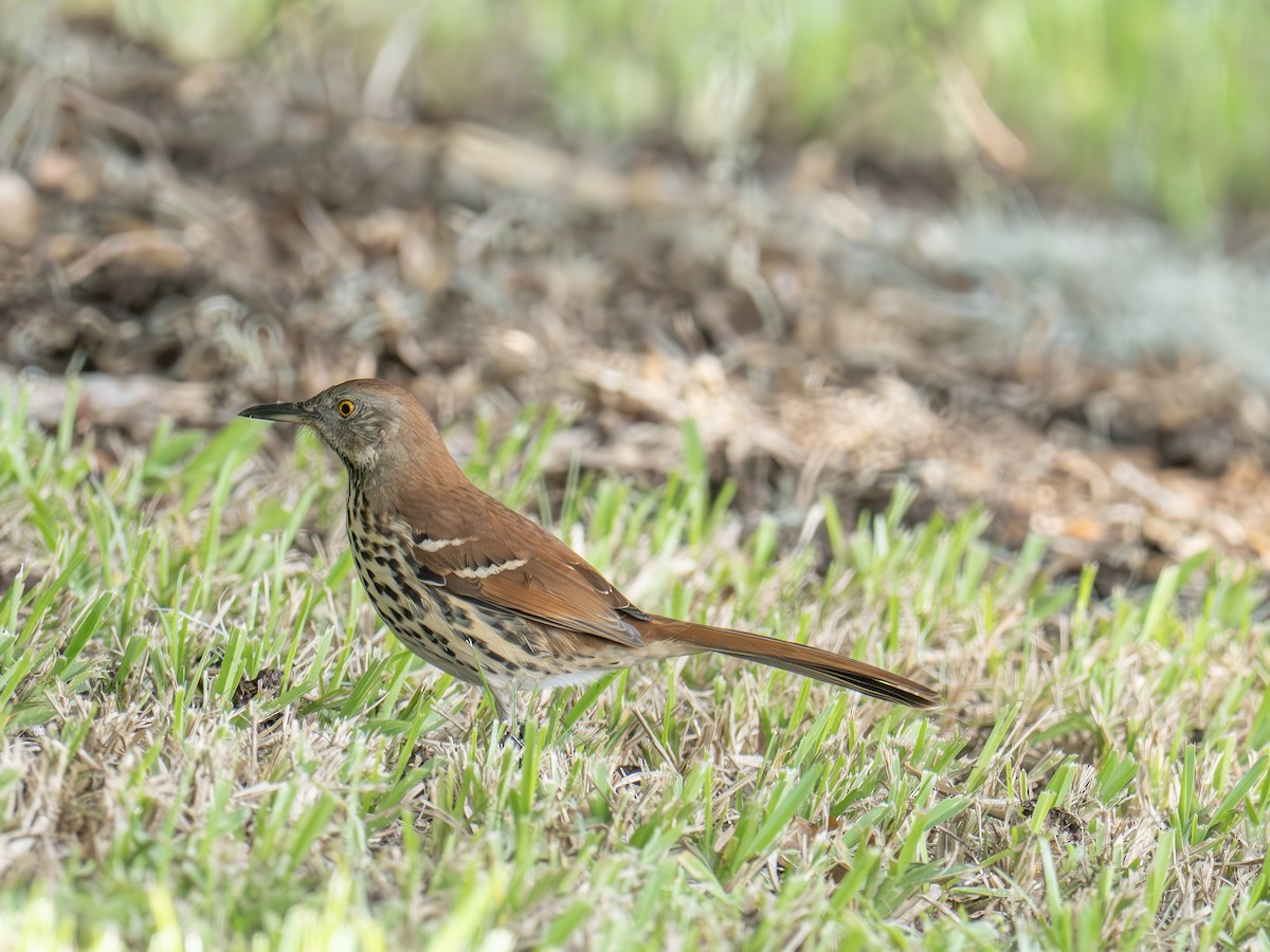 Brown Thrasher - ML641962426