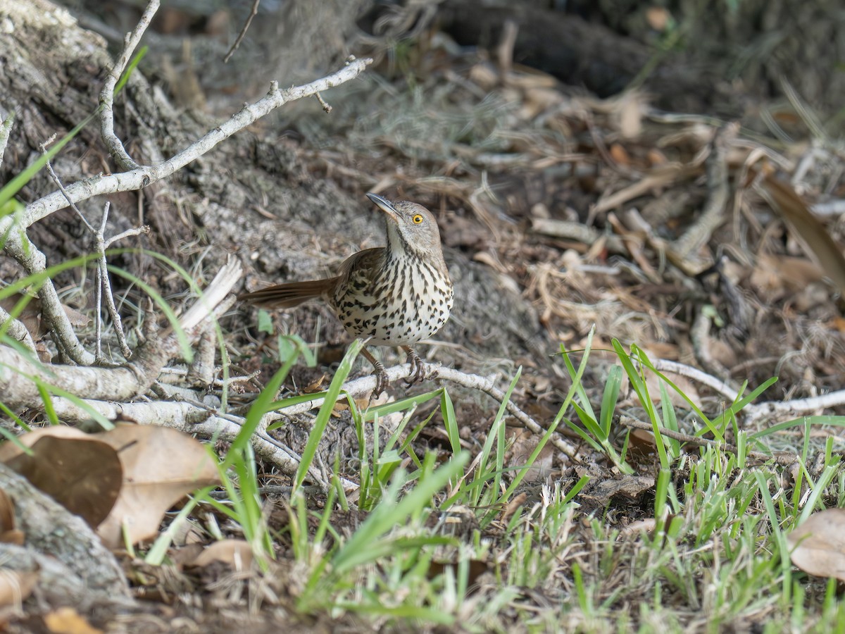 Brown Thrasher - ML641962427