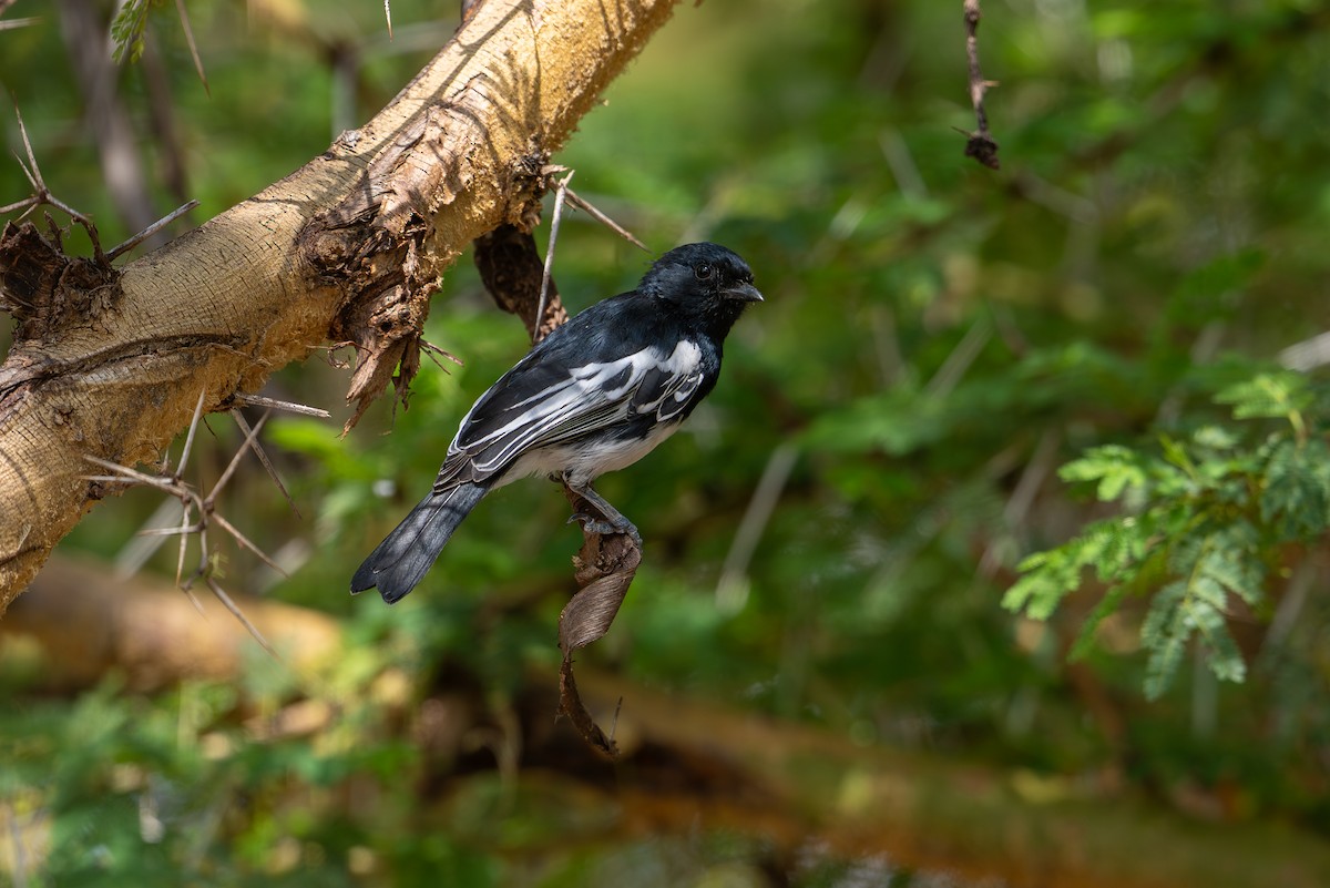 White-bellied Tit - ML641962433