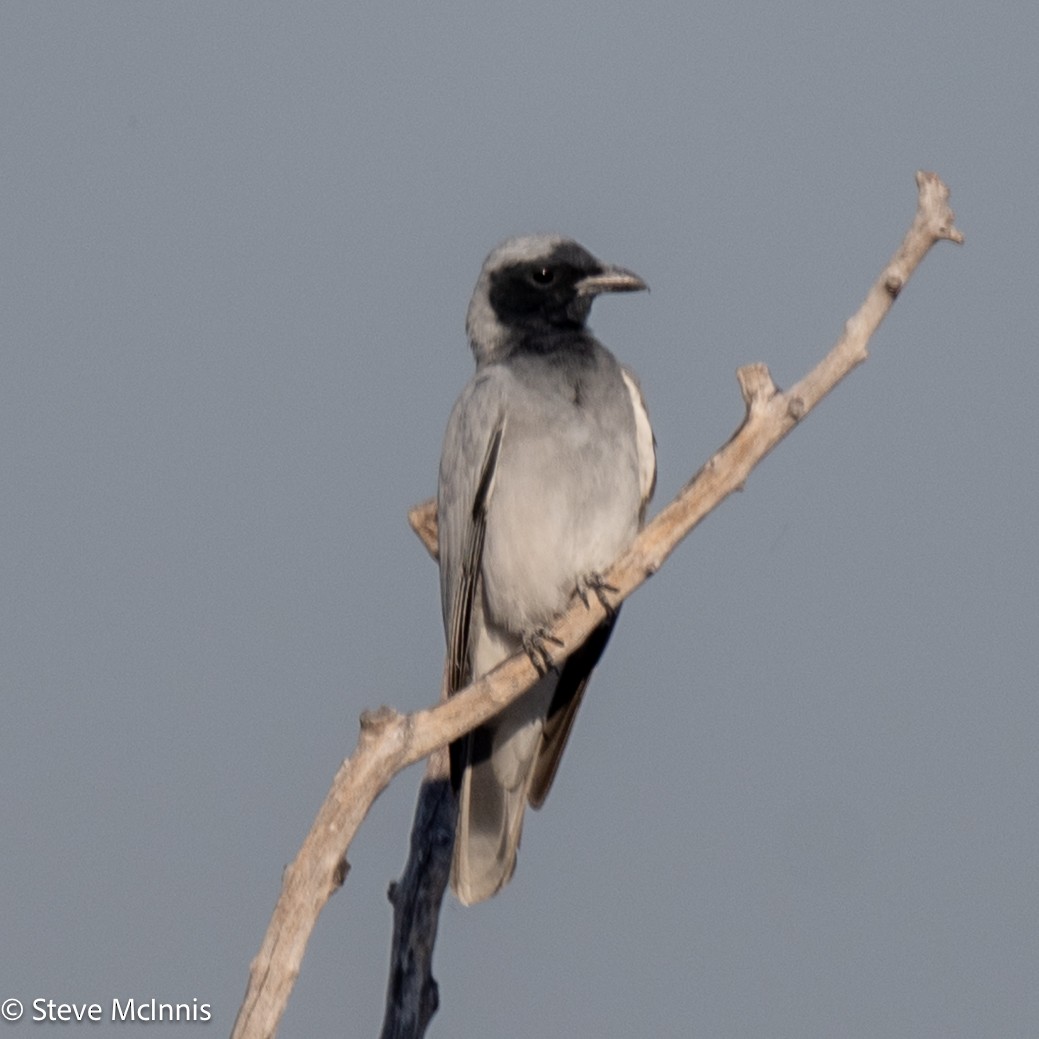 Black-faced Cuckooshrike - ML641962435