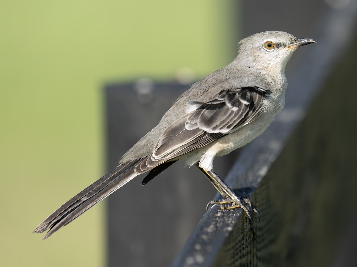 Northern Mockingbird - ML641962437