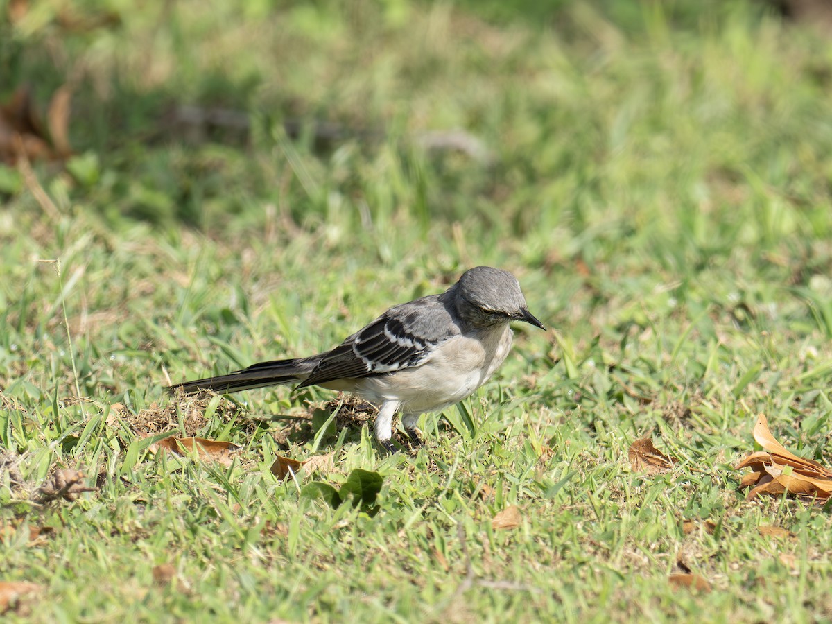 Northern Mockingbird - ML641962439