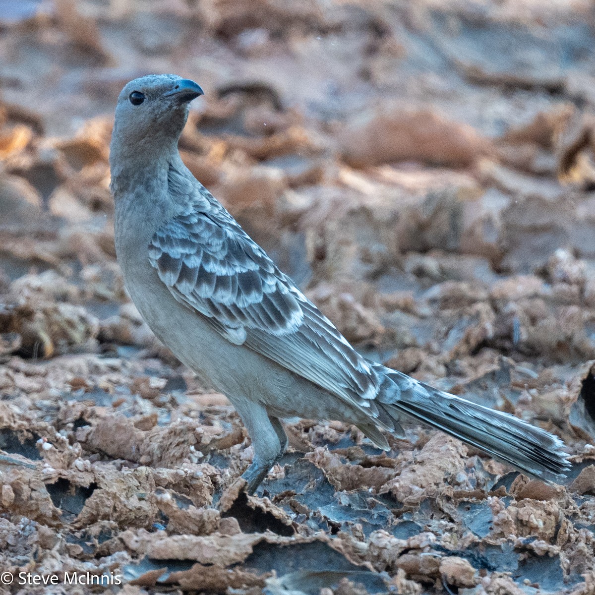 Great Bowerbird - ML641962443